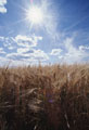 Kansas.jpg